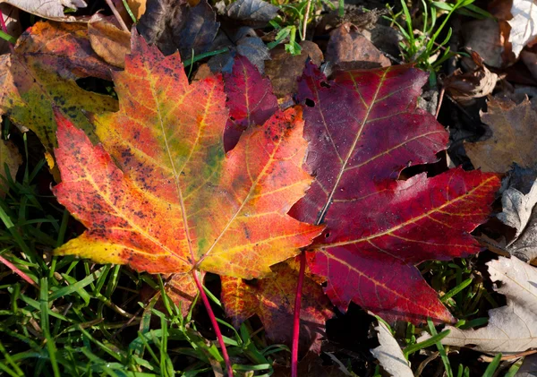 Stock image Maple leafs