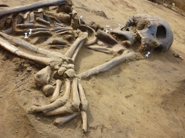 Eski insanlar sel zo kazıları sırasında bulunan iskelet