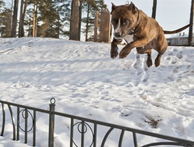 Staffordshire terrier havada fotoğrafı