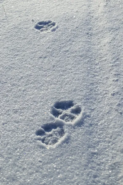 The dog's footprints in the snow — Stock Photo, Image