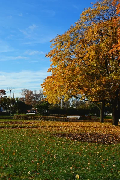 Yellow maple tree in saint petersburg — Stock Photo, Image