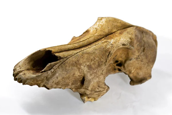 The old dog's skull — Stock Photo, Image