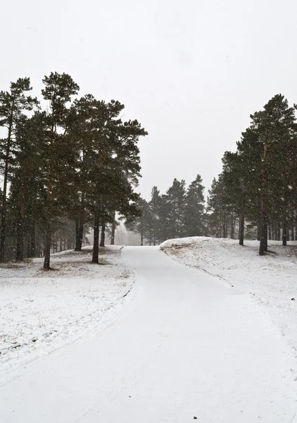 La nieve en el bosque — Foto de Stock