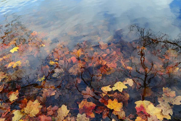 Folhas de bordo de cor seca na água — Fotografia de Stock