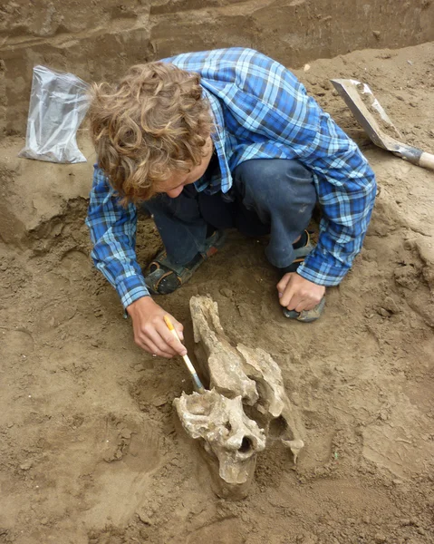 A young man archaeologist unearths the skull brush 'woolly rhino — Stock Photo, Image