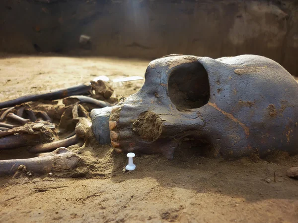 Skeleton of ancient man found during excavations in the flood zo — Stock Photo, Image