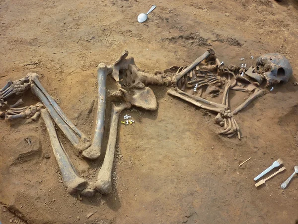 stock image Skeleton of ancient man found during excavations in the flood zo