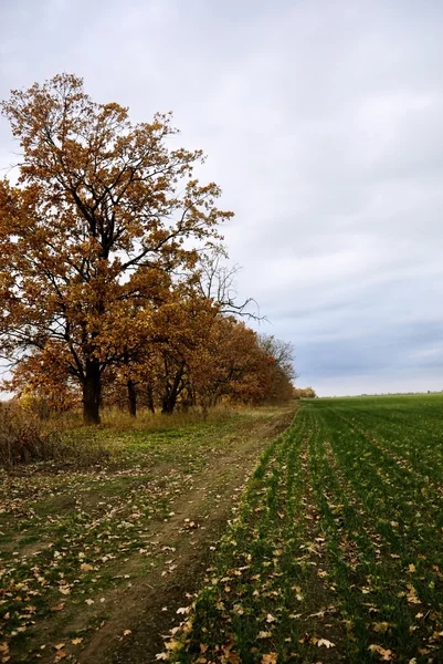 Jesień krajobraz z polną drogą — Zdjęcie stockowe