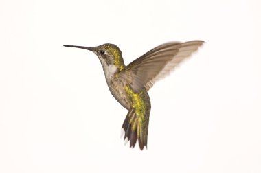 Female Ruby Red Throat Hummingbird in Flight clipart