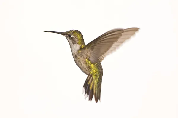 Kadın yakut kırmızı boğaz hummingbird uçuş — Stok fotoğraf