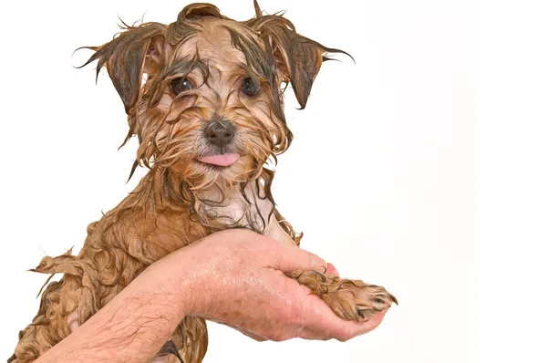Мальтийский щенок Йорки Микс получает ванну — стоковое фото