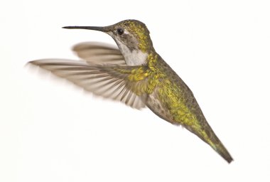 kadın yakut kırmızı boğaz hummingbird uçuş