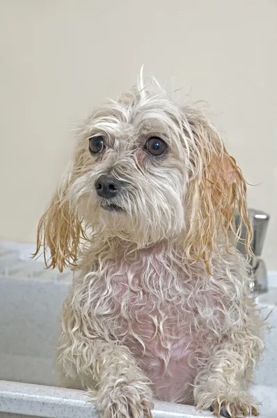 Cachorro tomando un baño — Foto de Stock