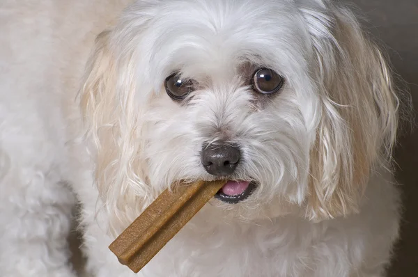 Maltese Toy Poodle Mix Puppy — Stock Photo, Image