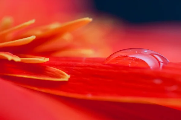 Damla su bir kırmızı gebera yaprağı üzerinde kapat — Stok fotoğraf