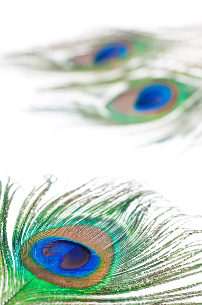 Peacock feather on white — Stock Photo, Image