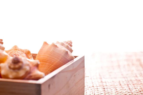 Coquilles de mer dans une boîte en bois de pin — Photo
