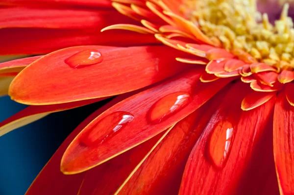 Flor roja gebera extrema de cerca — Foto de Stock