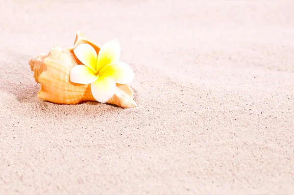 Sea shell and flower on beach sand — Stock Photo, Image
