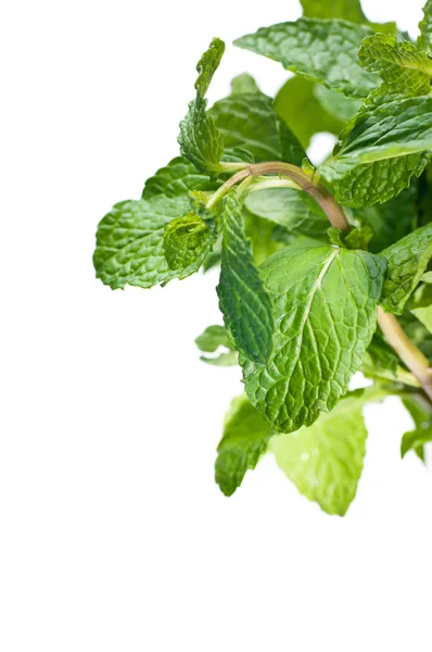 Fresh bunch of mint leaves — Stock Photo, Image