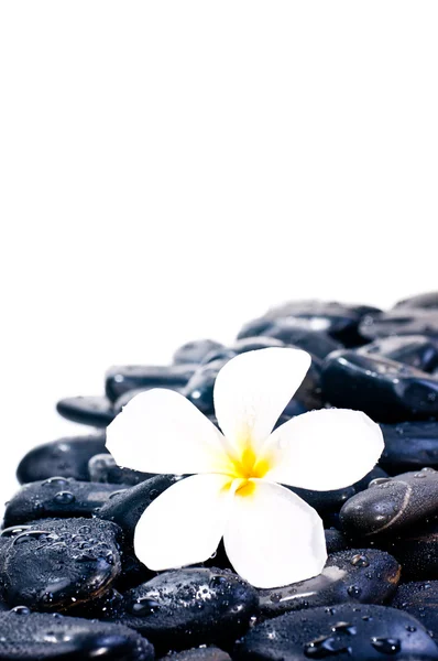Blume auf schwarzen Zen-Steinen — Stockfoto