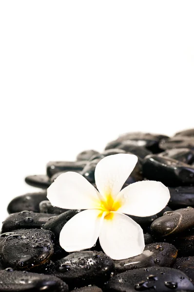 Květina na černé kameny zen — Stock fotografie