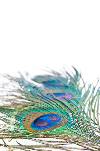 Peacock feather on white — Stock Photo, Image