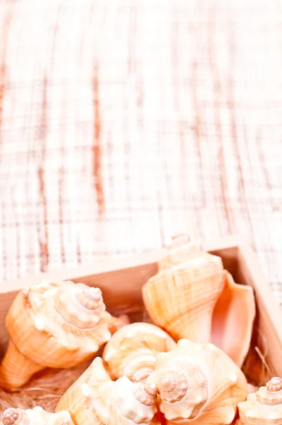 Coquilles de mer dans une boîte sur un tapis de noix de coco — Photo