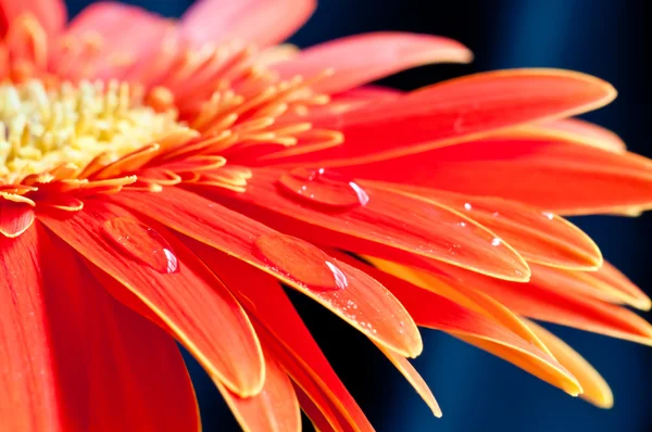 붉은 지베 라 꽃을 가까이 서 바라본다 — 스톡 사진