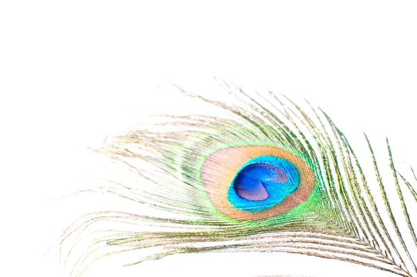 stock image Peacock feather on white