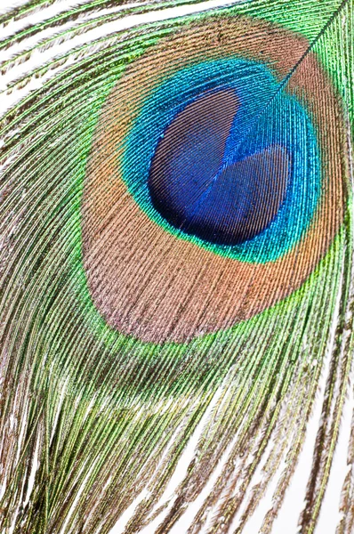 白い孔雀の羽 — ストック写真