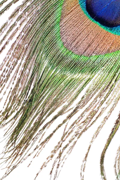 Tavuskuşu tüyü beyaz üzerine — Stok fotoğraf