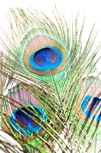 Stock image Peacock feather on white