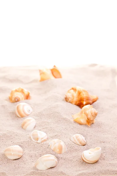 Coquilles de mer sur sable de plage — Photo