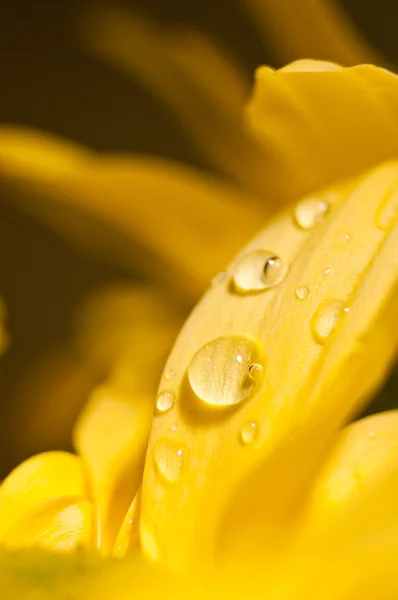 Капли воды на лепестках желтых цветов — стоковое фото