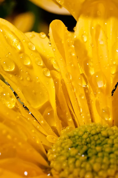 Капли воды на жёлтую хризантему — стоковое фото