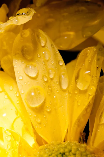 Gotas de agua en un crisantemo — Foto de Stock