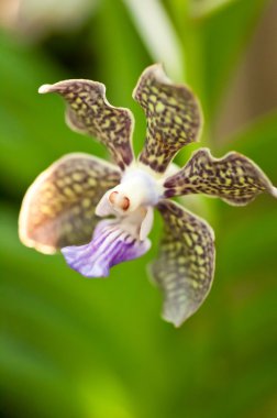 Vanda orchid close up clipart