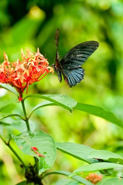 Tropical black butterfly on flowers clipart