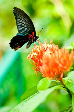 Black butterfly on tropical flowers clipart