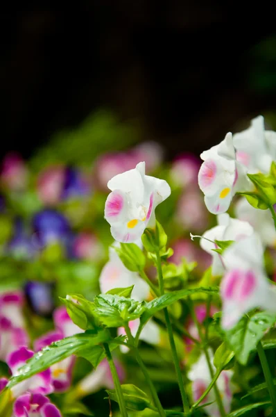 Bílé a růžové květy zblízka — Stock fotografie
