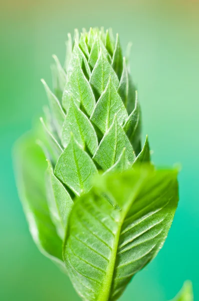 Tropical wild plant close up — Stock Photo, Image