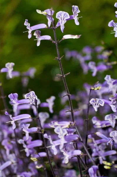 Kleine witte en paarse bloemen — Stockfoto