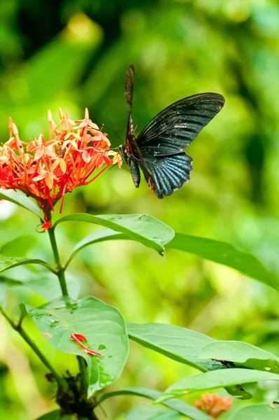 Tropical black butterfly on flowers — Stock Photo, Image