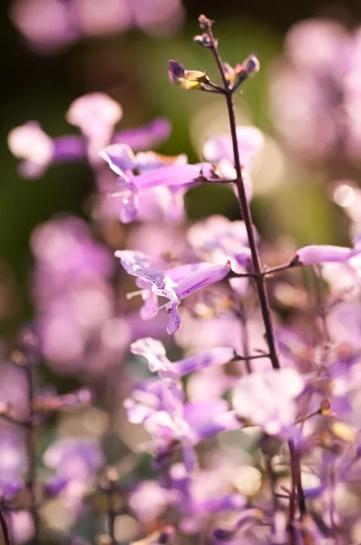 Kleine paarse en witte bloemen op een zonnige dag — Stockfoto