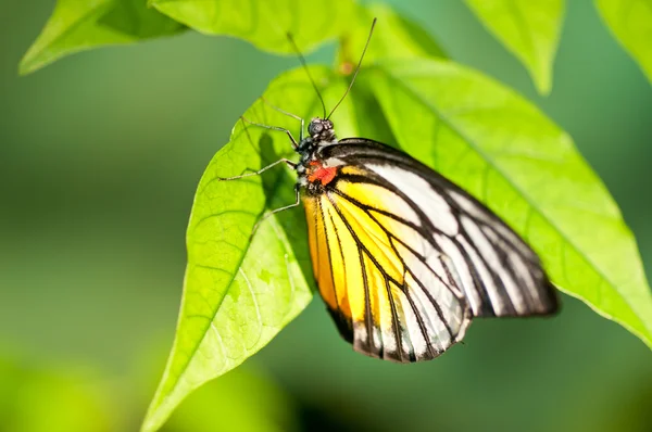 Macchia rossa sega farfalla dente da vicino su una foglia — Foto Stock