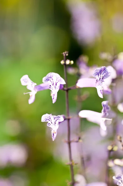 화창한 날에 작은 보라색과 흰색 꽃 — 스톡 사진