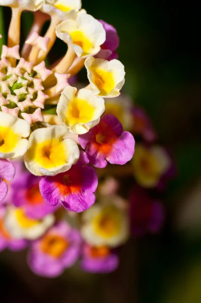 Lantana camara rose et jaune exteme fleur gros plan — Photo