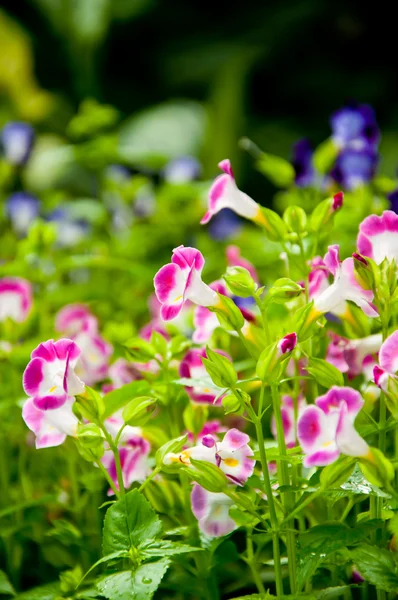 Roze en witte bloemen — Stockfoto