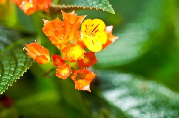 オレンジと黄色の熱帯の野生の花のクローズ アップ — ストック写真